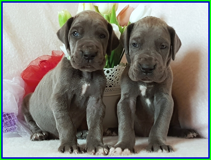 Litter Q - 3 weeks